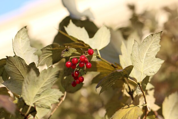 Closeup bunch of red berries on a background of yellow leaves as a natural background or texture