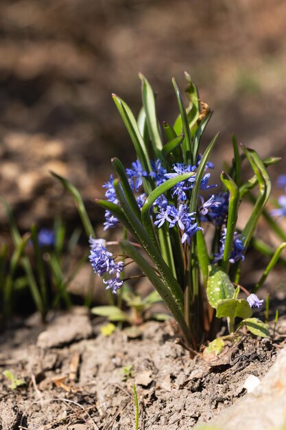 Foto close-up di un grappolo di fiori di scilla