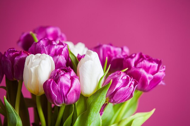 Closeup of bunch of white and pink tulips that arranged on a pink background closeup