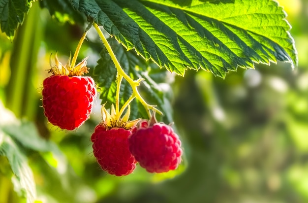 A closeup of a bunch of wild organic raspberries on a bright green bush. Vitamins. Summer