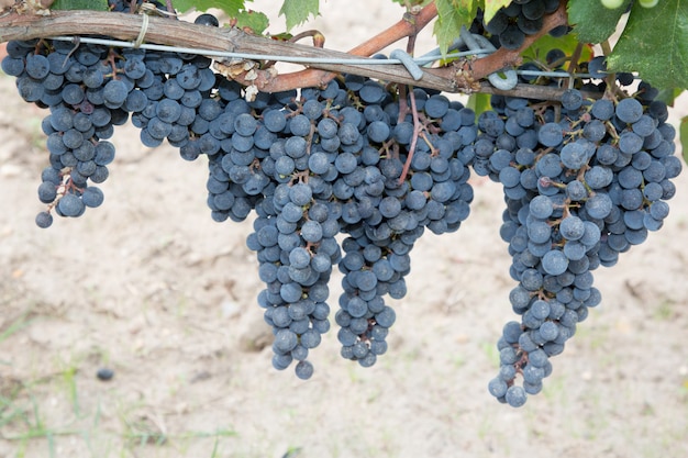 Closeup of bunches ripe red wine grapes on vine in bordeaux Medoc
