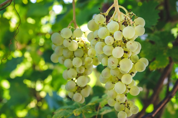 Closeup of bunches of ripe white wine grapes on vine Green grape on the vine in garden Bunch of grapes on vine Grapes on the plantation of grapevines in Apulia Italy