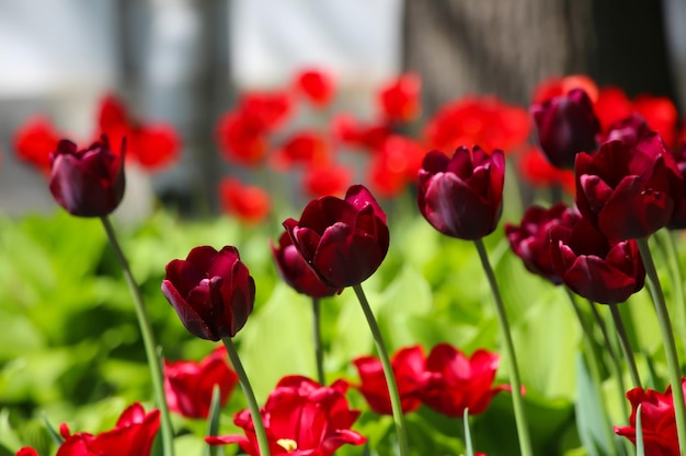 closeup of a burgundy red tulips with selective focus on a blurry soft redgreen background