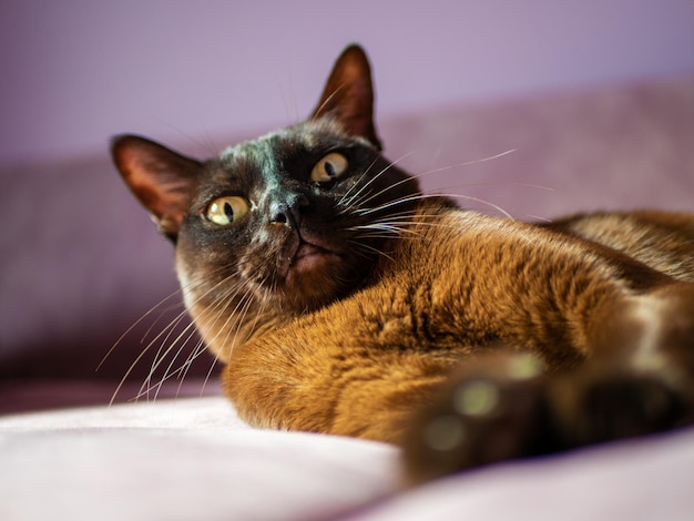 Closeup of a burmese cat lying on the sofa under the rays of\
the sun burman cat