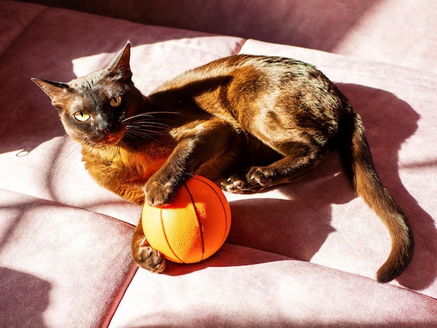 Closeup of a burmese cat lying on a sofa with a basketball\
under the rays of the sun burman cat