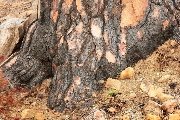 Closeup of burnt tree stump on rural landscape Zoom in on scorched texture and patterns of stump after forest wildfire Details of effects of environmental damage after a devastating fire in nature