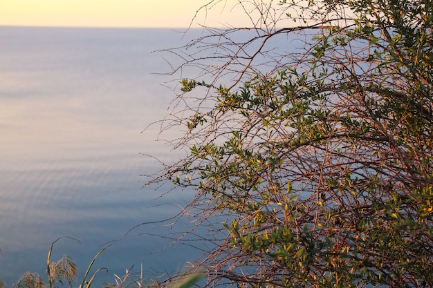 Closeup of bush branches against sunset sky and sea for banner