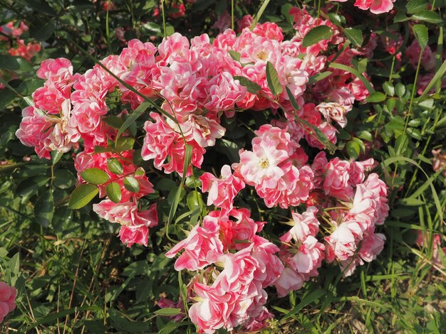 日光の下で夏の庭のピンクのバラの茂みのクローズアップ多くの芽を持つピンクのスプレーのバラは花を開いた通りや風景を飾る方法で公園の花壇