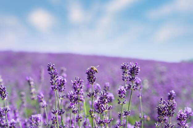 夏の紫色のラベンダーの花のクローズアップの茂み。