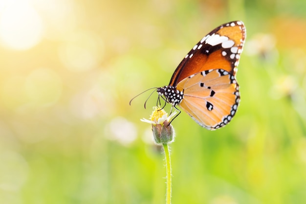 Closeup butterfly on flower 