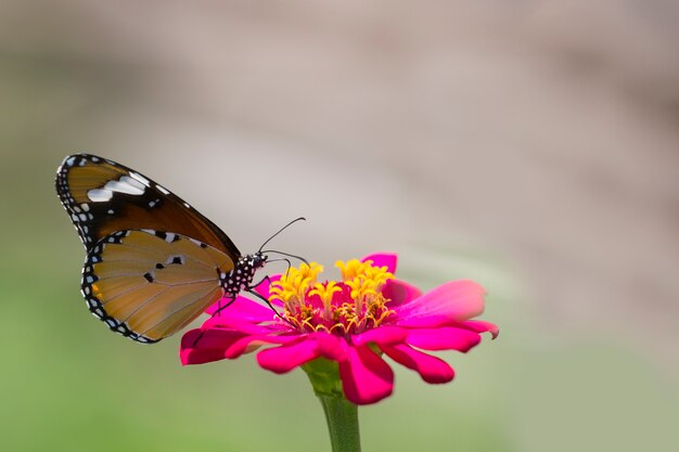 Closeup Butterfly and Flowers.