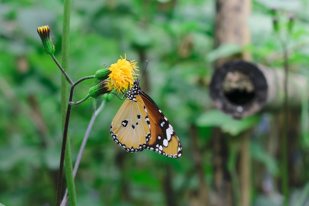 사진 배경 색상 효과와 초원에서 근접 촬영 나비