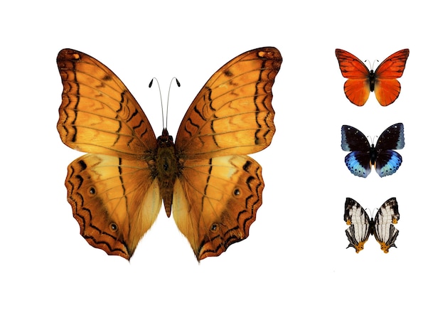 Photo closeup butterfly isolated on white  one of a set