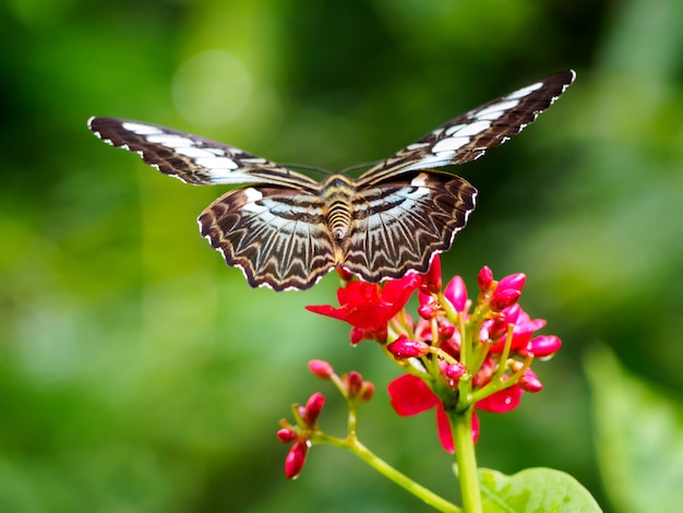 写真 花に蝶をクローズアップ