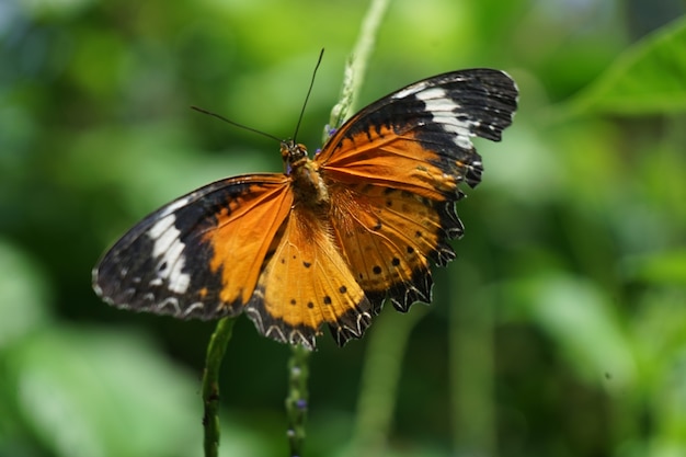 写真 花のクローズアップ蝶