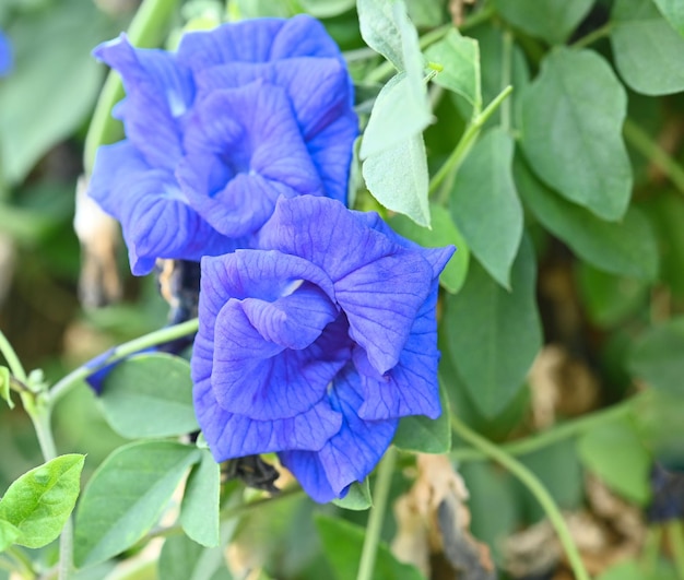 Фото Крупный план цветущей горошиной бабочки голубой горошиной голубой горошиной кордофанной горошиной клитории тернатеи в саду