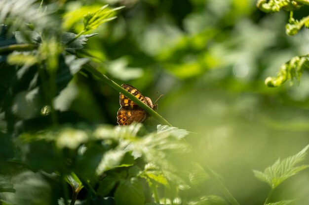 Closeup of a butterfly pollinating a flower on a sunny day