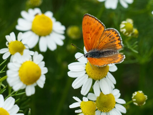 Closeup butterfly sitting on a chamomile flower