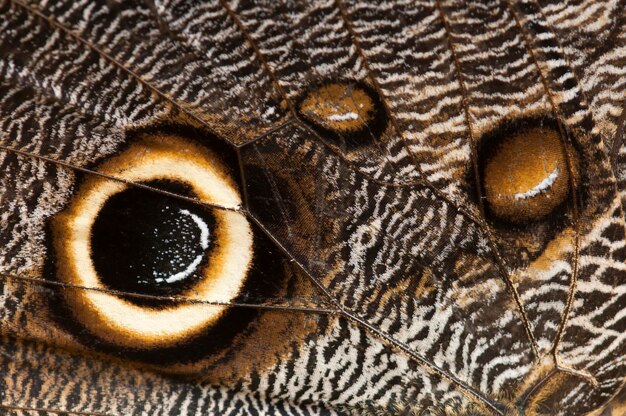 Photo closeup of a butterfly wing