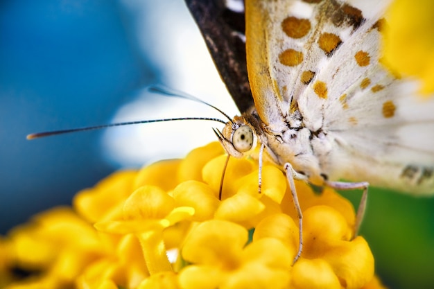 Closeup butterfly