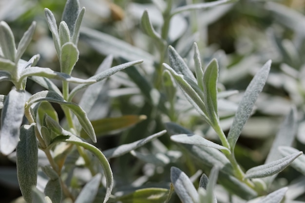 closeup of Byzantine Pure Byzantine Stachys byzantina in sunlight as a natural background