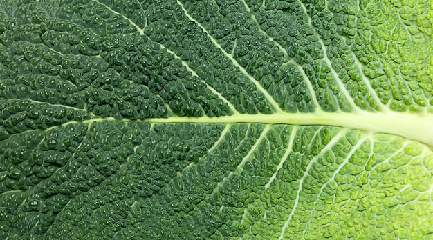 Closeup of cabbage leaf green vegetable background