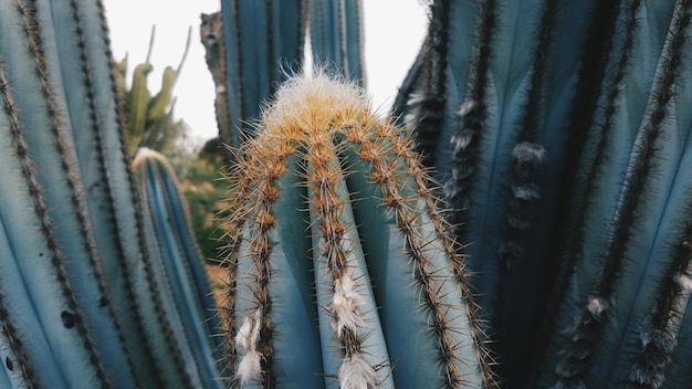 Foto primo piano di un cactus in giardino