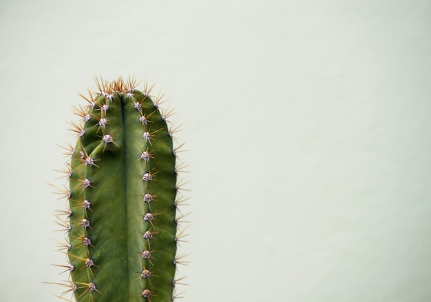 サボテンの植物のクローズアップ