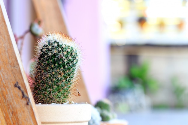 Closeup cactus plants 