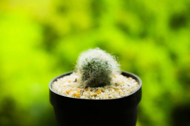 Photo closeup of cactus pretty liltel mammillaria bocasana