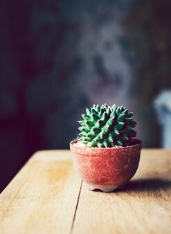Primo piano di cactus in una pentola di terracotta