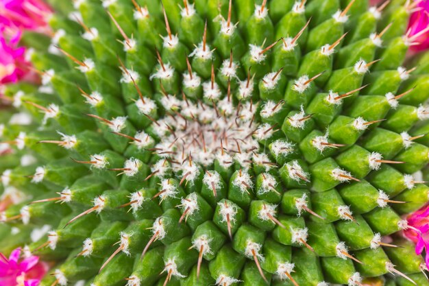 Fondo della natura della spina del cactus del primo piano