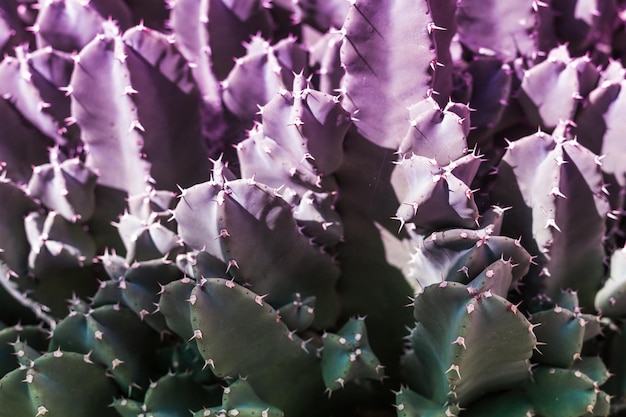 Il cactus del primo piano ha una sfumatura dal viola al verde. messa a fuoco selettiva.