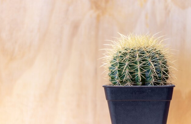 Closeup cactus on wooden