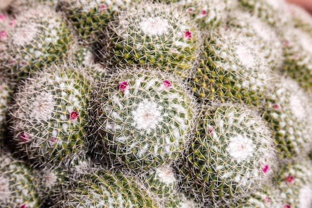 Photo closeup of cactus