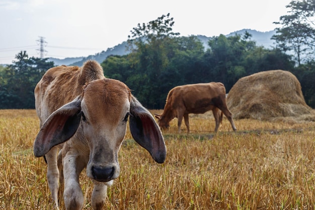 Closeup of a calf in the meadow