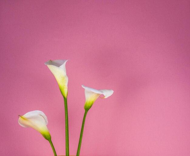 Closeup of calla lillies on colored background