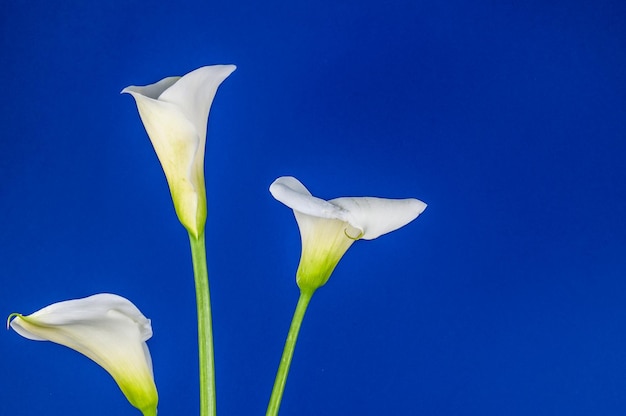 Closeup of calla lillies on colored background