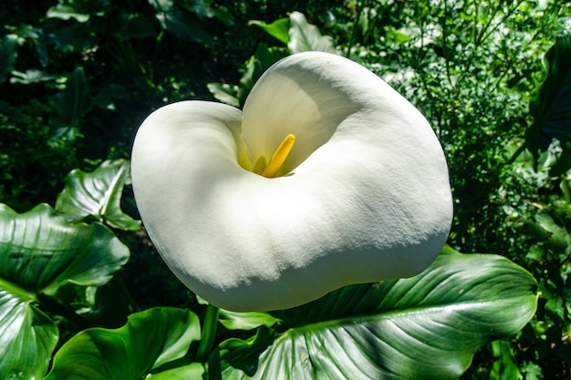 Closeup of a calla lily in a garden Selective focus