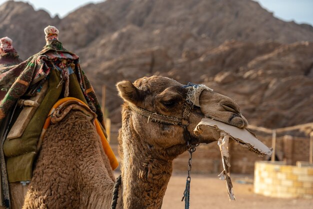 Primo piano del cartone di mangiare cammello nel deserto