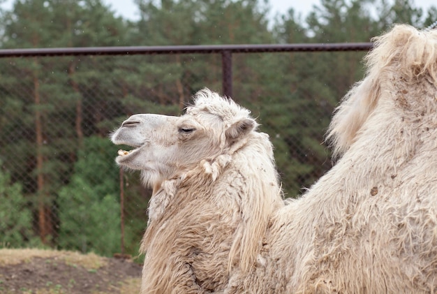 Closeup of a camel\'s head camels at the animal farm