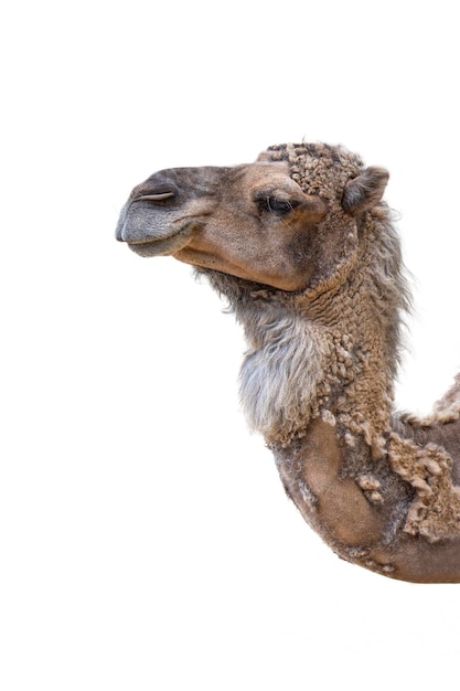 Closeup of a camel's head on a white background Camel isolated on white background side view