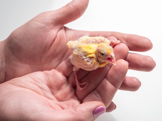 Closeup of canary chick on a human palm will be warmed by love and the warmth of the sun Spring replenishment in the family Breeding of songbirds at home