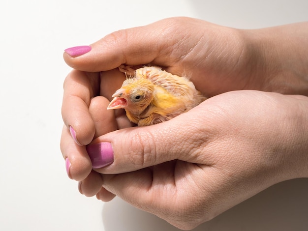 Closeup of canary chick on a human palm will be warmed by love and the warmth of the sun Spring replenishment in the family Breeding of songbirds at home