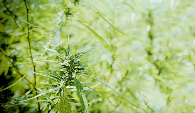 Closeup of cannabis flowers and green hemp leaves grown in open outdoor systems.