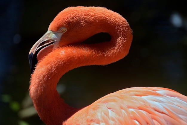 Closeup of Caribbean flamingo on the lake