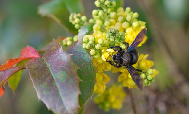 Photo closeup on a carpenter honey xylocope on yellow flower in garden