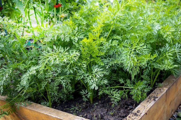 뒤뜰 정원에 있는 높은 나무 침대에 당근 상판을 닫고 유기농 채소 재배의 개념