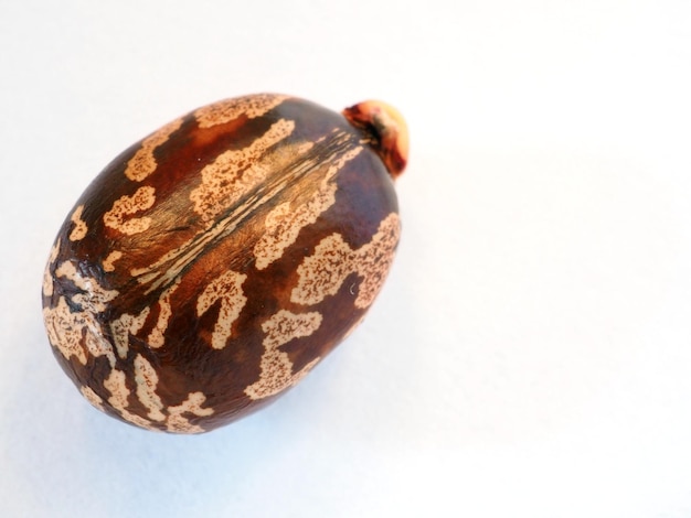 Closeup of a castor bean seed