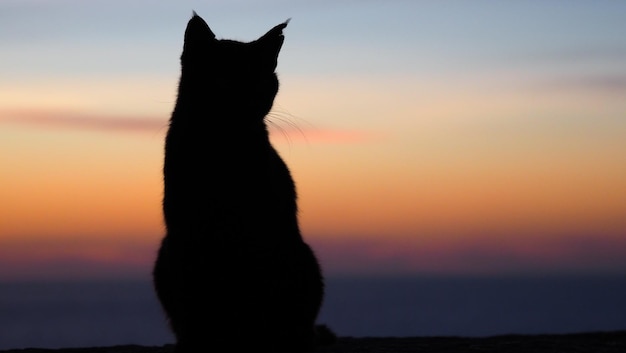 Closeup of a cat on a beach during the sunset